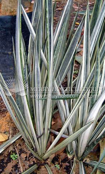 Sansevieria trifasciata ' Bantels Sensation'